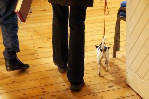 A photo taken towards the wooden floor of the church, showing a person’s legs and feet, and a small black and white dog on a lead. 